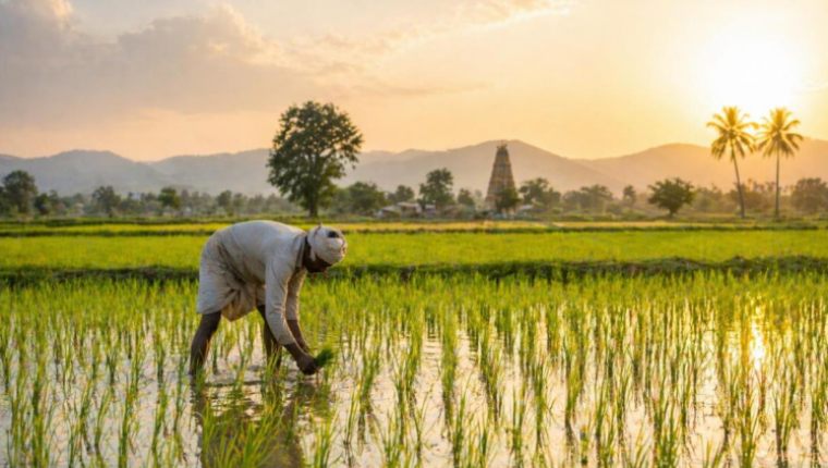 India’s Rice Belt at Risk as Intensifying Heatwaves Threaten Food Security, UN Warns