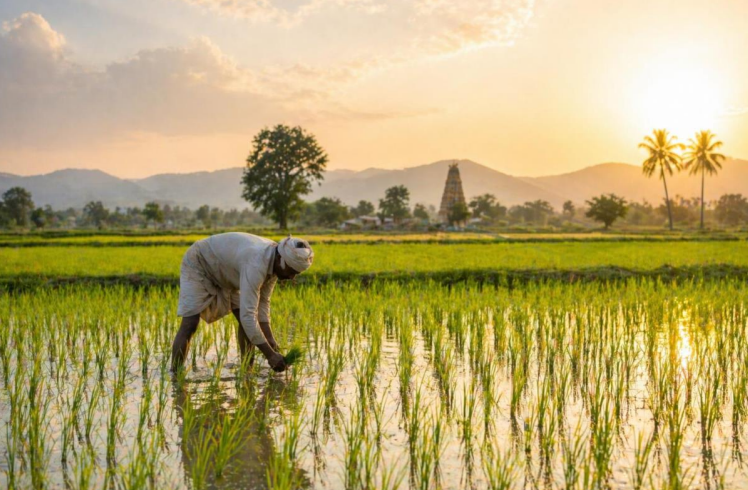 India’s Rice Belt at Risk as Intensifying Heatwaves Threaten Food Security, UN Warns